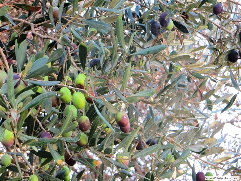 Olives in Mykonos